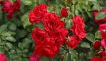 Rosier tige 90cm 'Rotilia'