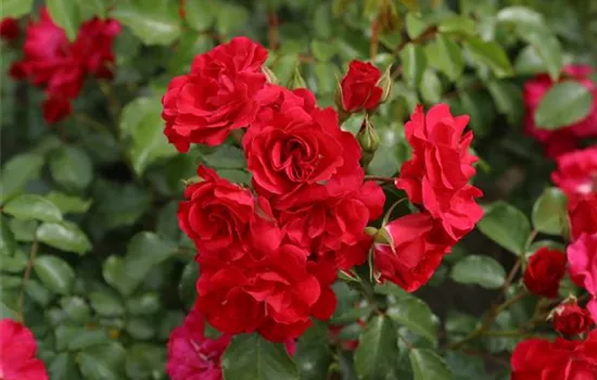 Rotilia ® Rotilia ®