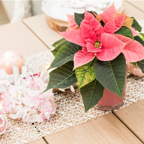 Beeindruckende Pflanzen zu Weihnachten verschenken Beeindruckende Pflanzen zu Weihnachten verschenken