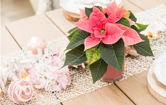Offrez des plantes impressionnantes pour Noël