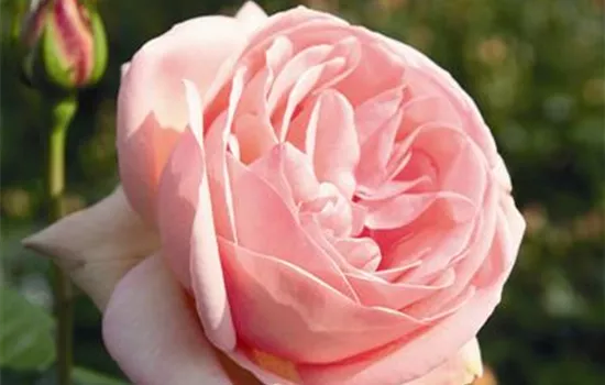 Aphrodite ® Aphrodite ®