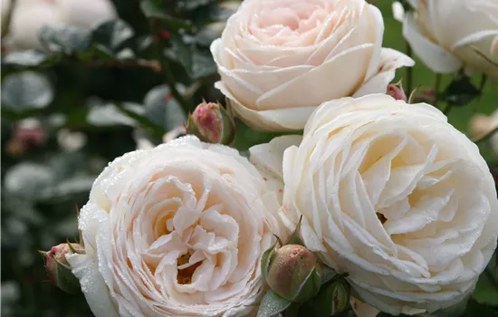 Artemis ® Artemis ®