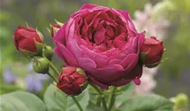 Hochstamm 90cm 'Ascot'®