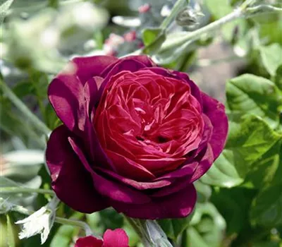Astrid Gräfin von Hardenberg ® Astrid Gräfin von Hardenberg ®