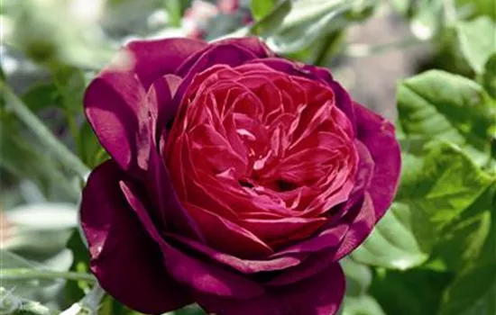 Astrid Gräfin von Hardenberg ® Astrid Gräfin von Hardenberg ®