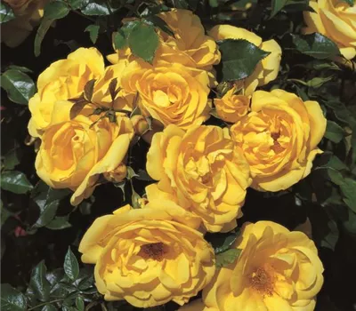 Emil Nolde Rose ® Emil Nolde Rose ®