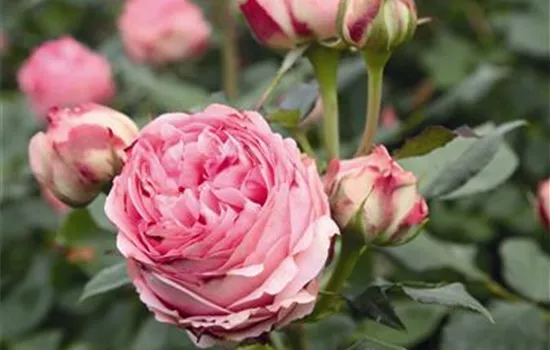 First Lady ® First Lady ®