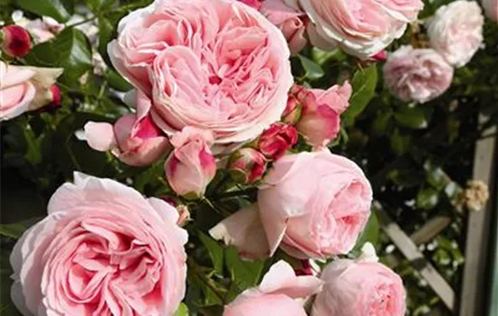 Giardina ® Giardina ®