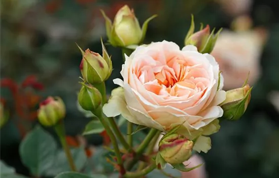 Matthias Claudius Rose ®