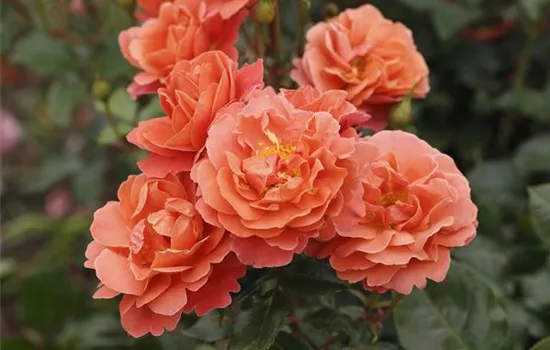 Theodor Fontane Rose ® Theodor Fontane Rose ®