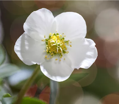 Les plus belles plantes d’hiver pour le balcon et le jardin Les plus belles plantes d’hiver pour le balcon et le jardin