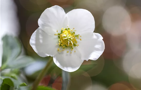 Les plus belles plantes d’hiver pour le balcon et le jardin Les plus belles plantes d’hiver pour le balcon et le jardin