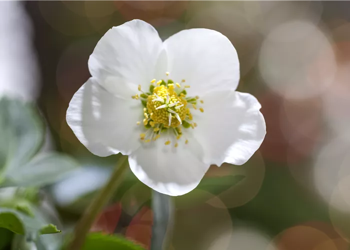 Die schönsten Winterpflanzen für Balkon und Garten
