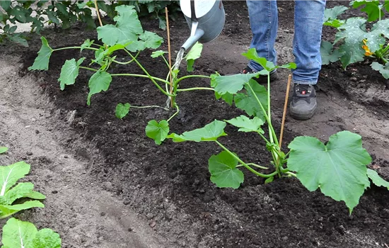 Courgette - Plantation dans le potager Courgette - Plantation dans le potager