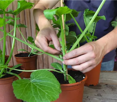 Courgettes - Palisser les plants Courgettes - Palisser les plants