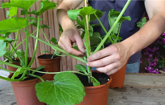 Courgettes - Palisser les plants Courgettes - Palisser les plants