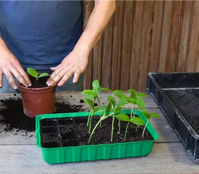 Courgettes - Repiquer Courgettes - Repiquer