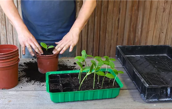 Courgettes - Repiquer Courgettes - Repiquer