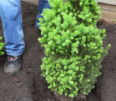 Epicéa Glauca 'Conica' - Plantation au jardin Epicéa Glauca 'Conica' - Plantation au jardin