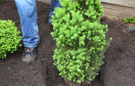 Epicéa Glauca 'Conica' - Plantation au jardin Epicéa Glauca 'Conica' - Plantation au jardin