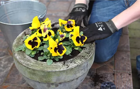Les pensées - Plantaiton en pot Les pensées - Plantaiton en pot