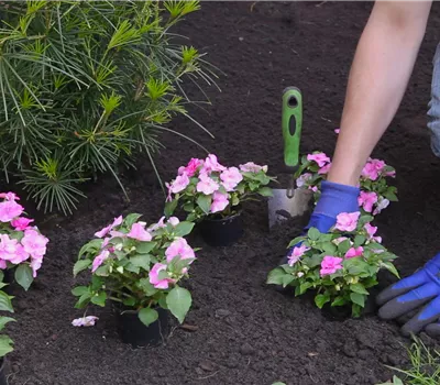 Impatiente - Plantation au jardin Impatiente - Plantation au jardin