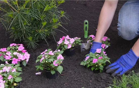 Impatiente - Plantation au jardin Impatiente - Plantation au jardin