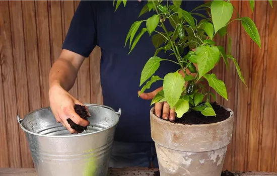 Piment d'ornement - Plantation en pot Piment d'ornement - Plantation en pot