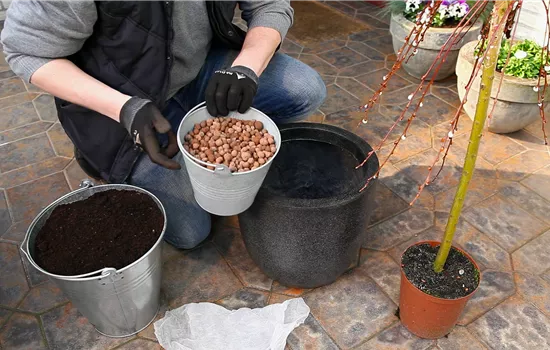 Saule des chèvres à port retombant - Plantation en pot Saule des chèvres à port retombant - Plantation en pot