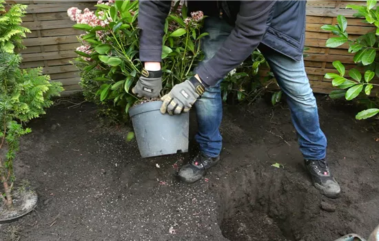 Skimmia - Plantation au jardin Skimmia - Plantation au jardin