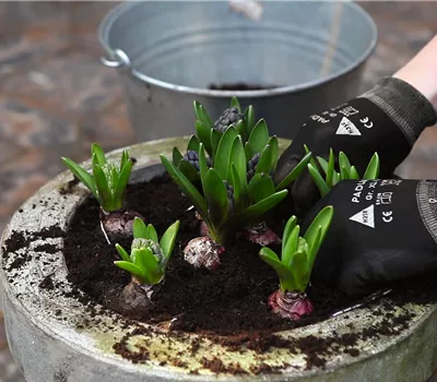 La jacinthe de jardin - Plantation en pot La jacinthe de jardin - Plantation en pot