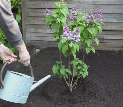 Flieder - Einpflanzen im Garten Flieder - Einpflanzen im Garten