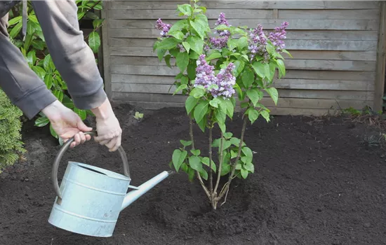 Le lilas - Plantation au jardin Le lilas - Plantation au jardin