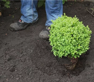 Le buis - Plantation au jardin Le buis - Plantation au jardin