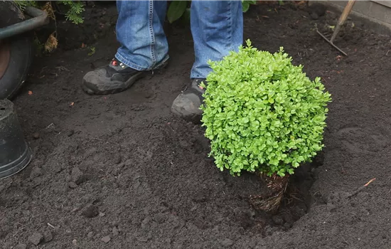 Le buis - Plantation au jardin Le buis - Plantation au jardin