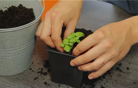 Basilic - Rempoter la jeune plante Basilic - Rempoter la jeune plante