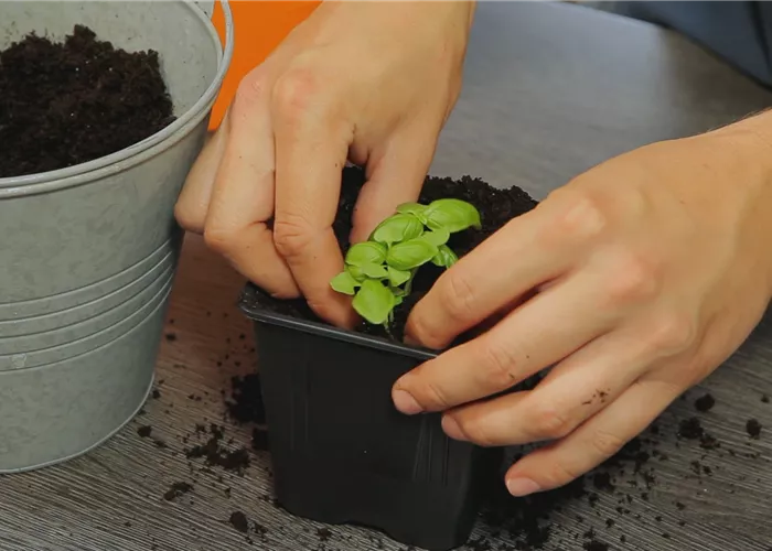 Basilic - Rempoter la jeune plante Basilic - Rempoter la jeune plante