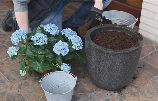 Les hortensias - Plantation en pot Les hortensias - Plantation en pot