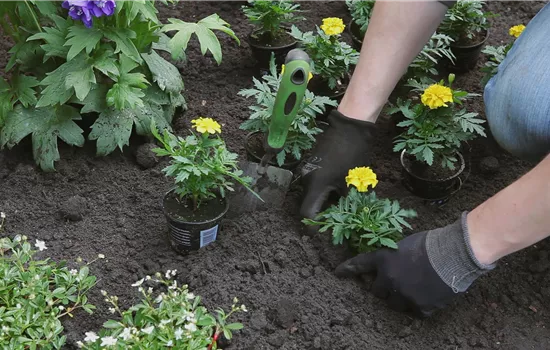 Œillet d'Inde - Plantation au jardin