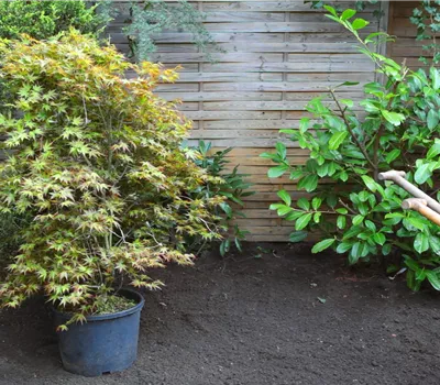 Fächer-Ahorn - Einpflanzen im Garten Fächer-Ahorn - Einpflanzen im Garten