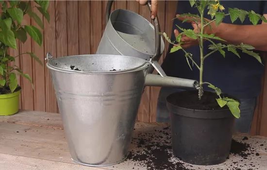Tomaten - Einpflanzen in ein Gefäss