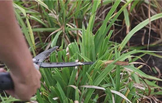 Lis du jour - Coupe à l'automne Lis du jour - Coupe à l'automne
