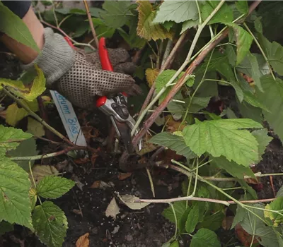 Himbeeren - Zurückschneiden im Herbst Himbeeren - Zurückschneiden im Herbst