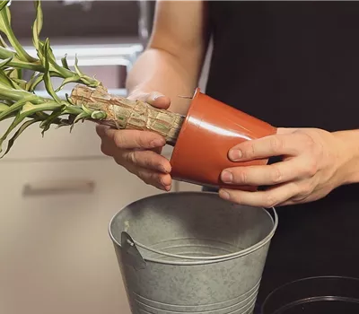 Dracaena - Plantation en pot Dracaena - Plantation en pot