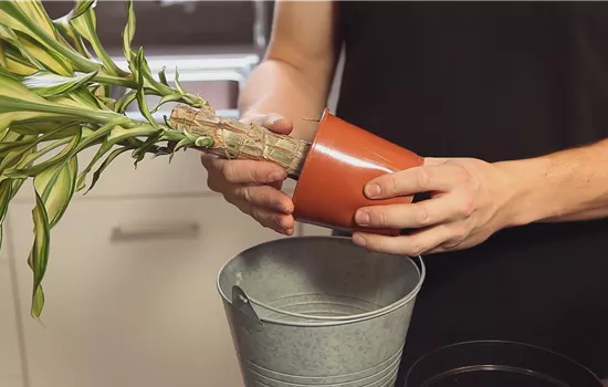 Dracaena - Plantation en pot Dracaena - Plantation en pot
