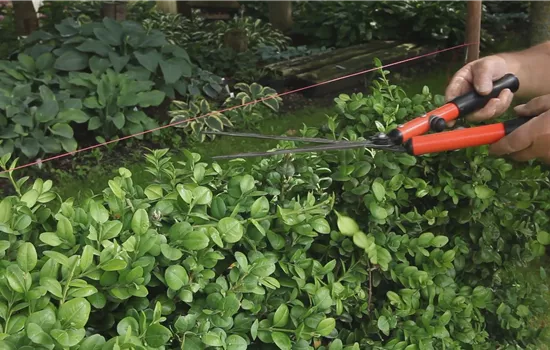 Buis - Découper en forme de haie Buis - Découper en forme de haie
