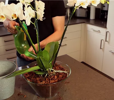 L'orchidée - Plantation en pot