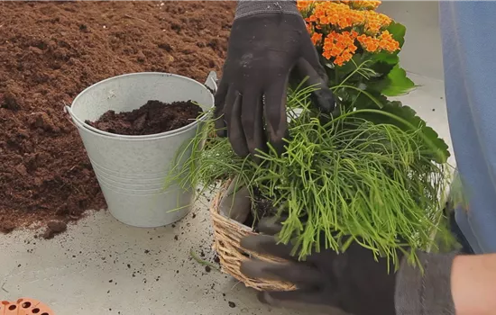 Kalanchoe - Einpflanzen in ein Gefäss Kalanchoe - Einpflanzen in ein Gefäss