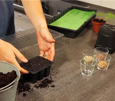 Basilic - Semer les graines