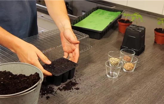 Basilic - Semer les graines Basilic - Semer les graines